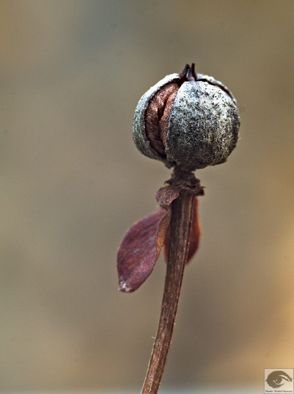  DH23380 welke Blumen